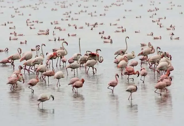 Sea Senses Skyline 아파트 또레비에하